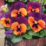 Pansy Purple andamp; Orange 12 Mega Plants