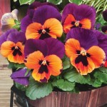 Pansy Purple andamp; Orange 24 Jumbo Plants