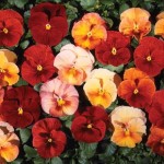 Pansy Golden Flambe 50 Plants + 20 FREE