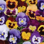 Pansy Butterfly 50 Plants + 20 FREE