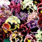 Pansy Can Can 100 Plug Plants + 70 FREE
