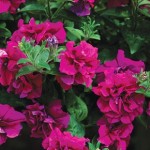 Petunia Tumbelina Katrina (Scented) 6 Jumbo Plants
