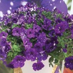 Petunia Nightsky (Semi-Trailing) 6 Jumbo Plants
