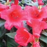 Dwarf Rhododendron Wendy 1 Pre-Planted Container