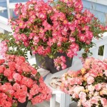 Drift Roses Collection 6 Jumbo Plants