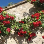 Climbing Rose Etoile de Hollande 1 Plant Bare Root