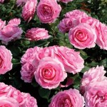 Rose Mum in a Million 3 Plants 3 Litre
