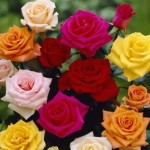 Mixed English Grown Roses 10 bare root plants