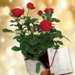Red Rose Plant plus a 2016 Diary