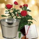 Red Rose Plant with Metal Planter plus a 2016 Diary