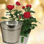 Red Rose Plant with Metal Planter