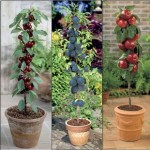 3 Fruit Trees (Cherry, Plum andamp; Braeburn)