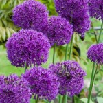 Allium Purple Sensation 12 Bulbs