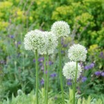 Allium White Sensation 12 Bulbs