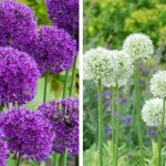 Allium White and Purple Sensation 24 Bulbs
