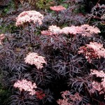 Sambucus nigra Black Lace 1 Plant 9cm Pot