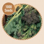 Broccoli Purple Sprouting 1000 Seeds