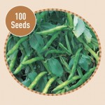 Broad Bean Aquadulce Claudia 100 Seeds