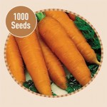 Carrot Autumn King 1000 Seeds