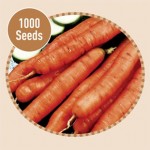 Carrot Amsterdam 1000 Seeds