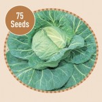 Cabbage Spring Hero F1 75 Seeds