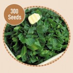 Cabbage Wintergreen 300 Seeds