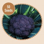 Cauliflower Purple Mountain 50 Seeds