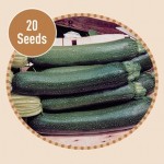 Courgette Tristan F1 20 Seeds