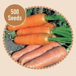 Carrot Flyaway F1 500 Seeds