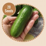 Cucumber Beit Alpha F1 20 Seeds