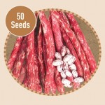 Dwarf French Bean Borlotto Suprema 50 Seeds