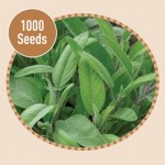Sage 1000 Seeds