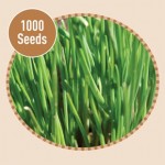 Chive 1000 Seeds