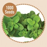 Oreganum 1000 Seeds