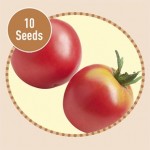 Heirloom Tomatoes Berner Rose 10 Seeds