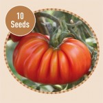 Heirloom Tomatoes Costoluto Genovese 10 Seeds