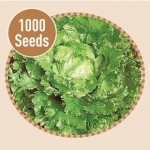 Crisp lettuce Webbs Wonderful 1000 Seeds