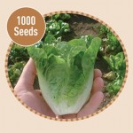 Lettuce Little Gem 1000 Seeds