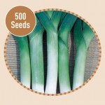 Leek Tornado 500 Seeds