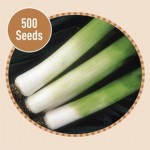 Leek Toledo 500 Seeds