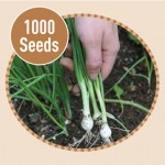 Spring Onion White Lisbon 1000 Seeds