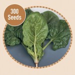 Spinach Medania 300 Seeds
