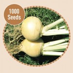 Turnip Golden Ball 1000 Seeds