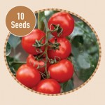 Tomato Shirley F1 10 Seeds
