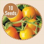 Tomato Sungold 10 Seeds