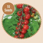 Tomato Sweet Aperitif 10 Seeds