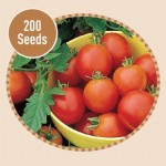 Tomato Moneymaker 200 Seeds
