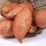 Sweet Potato Beauregard 6 Jumbo Ready Plants