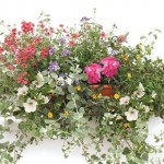 Mixed Floral 1 Pre Planted Trough