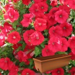 Petunia Surfinia Classic Trailing Red 2 Pre Planted Troughs
